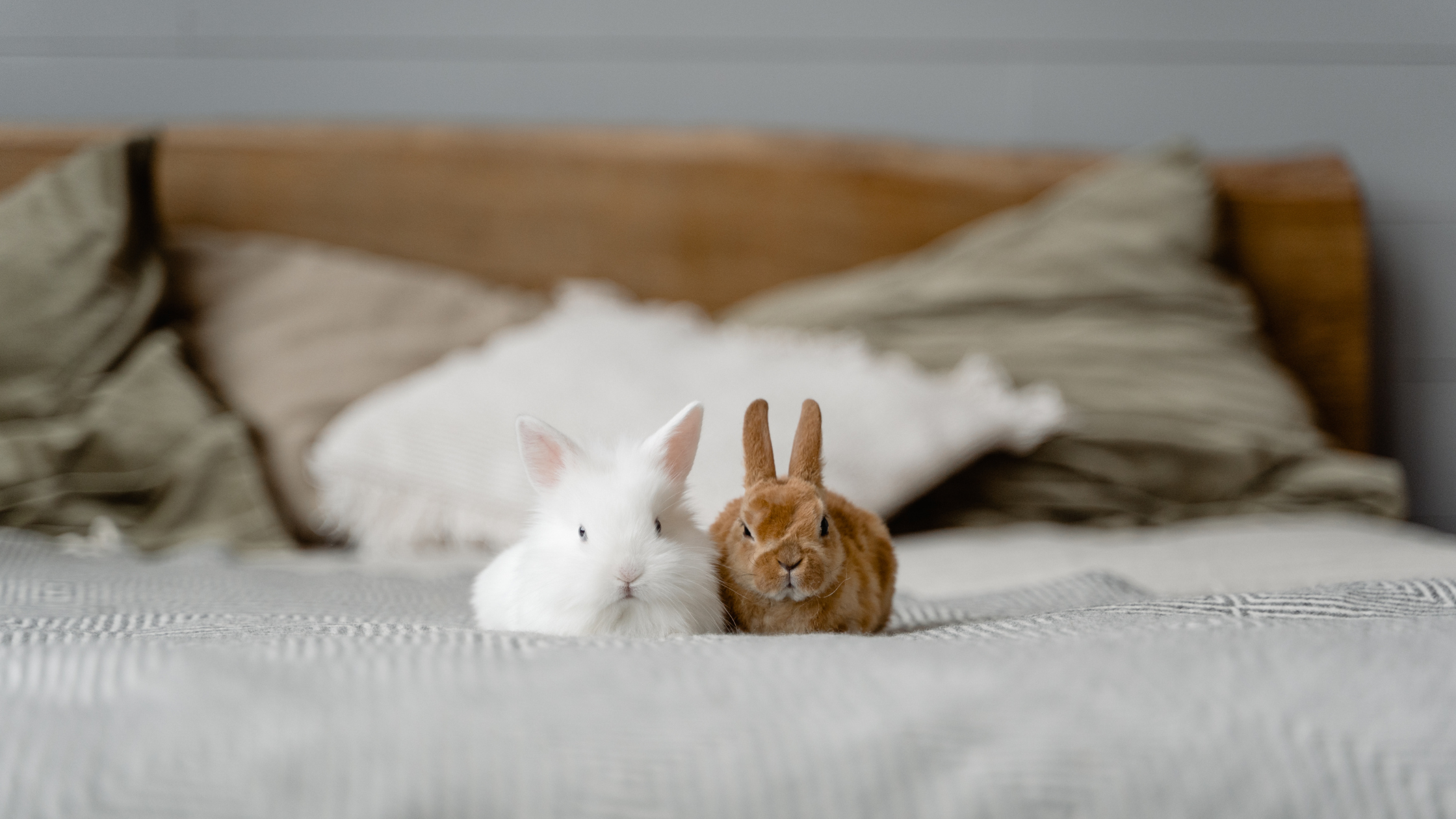 sanaa ammor Consultante en comportement du chat et du lapin cat sitter pet sitter