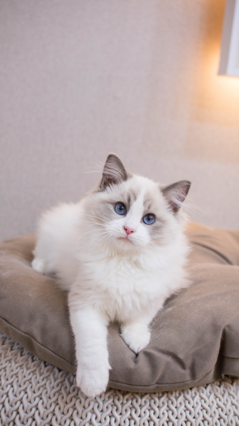 Comportement du chat