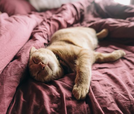 orange-tabby-cat-on-bed-2817422